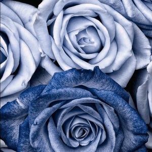 Meet your Posher, Salyna